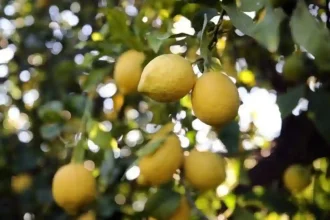 Limon