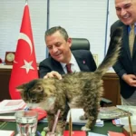 CHP Kedi Şero