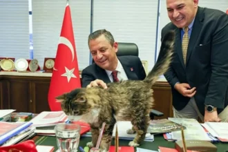 CHP Kedi Şero