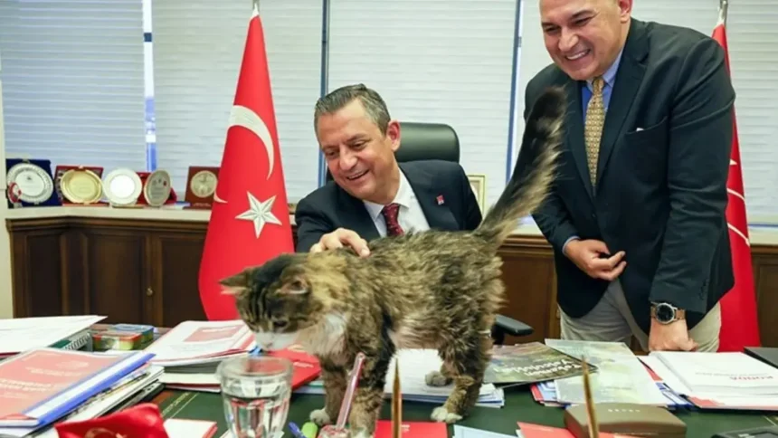 CHP Kedi Şero