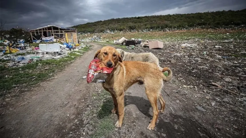 Sokak Köpekleri